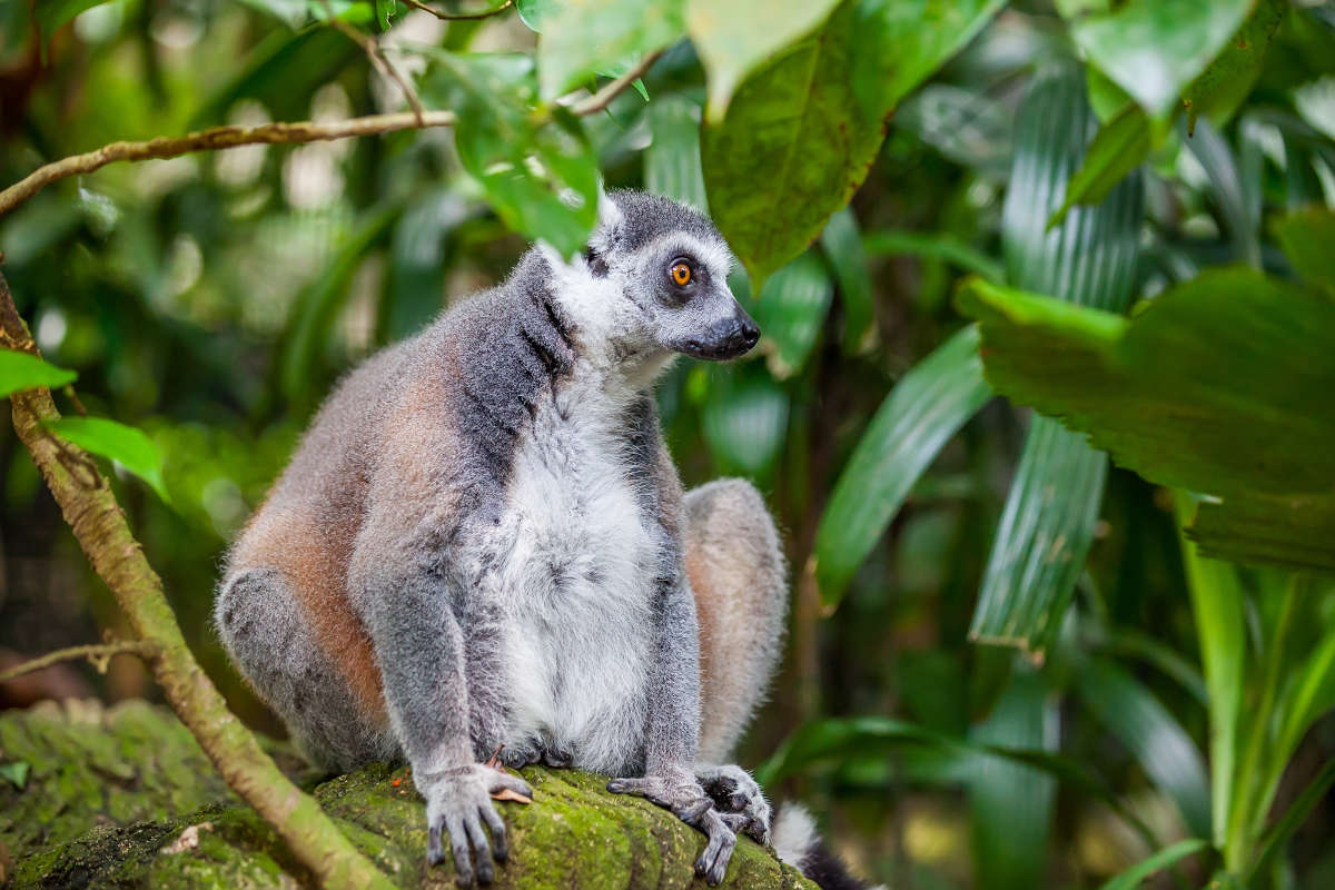 Quels vaccins pour la Madagascar sont conseillés ou obligatoires ? – MDHP