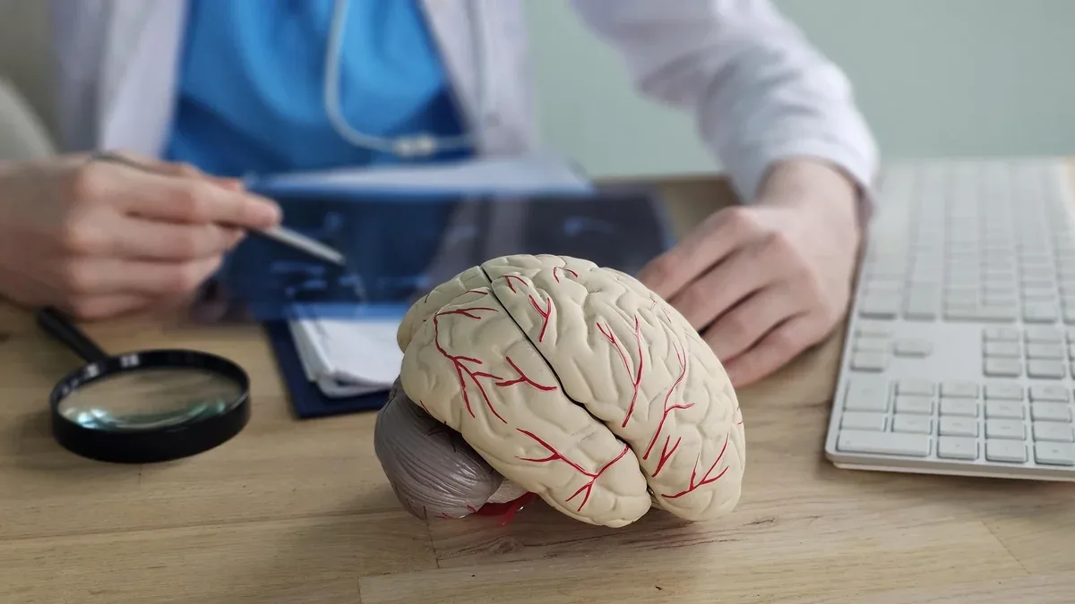Un médecin examine un modèle de cerveau tout en consultant une radiographie dans un cabinet médical.