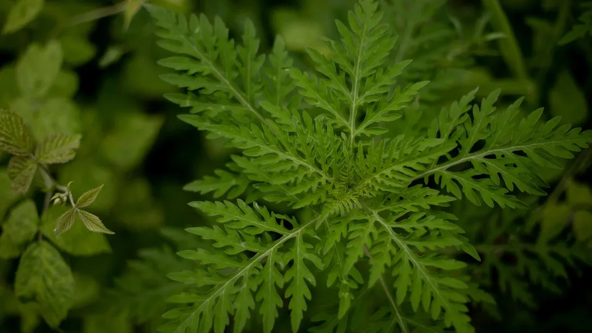Arbustes d'herbe à poux Ambrosia artemisiifolia provoquant des allergies l'été et l'automne l'ambroisie est une mauvaise herbe dangereuse son pollen provoque une forte allergie au niveau de la bouche pendant la floraison