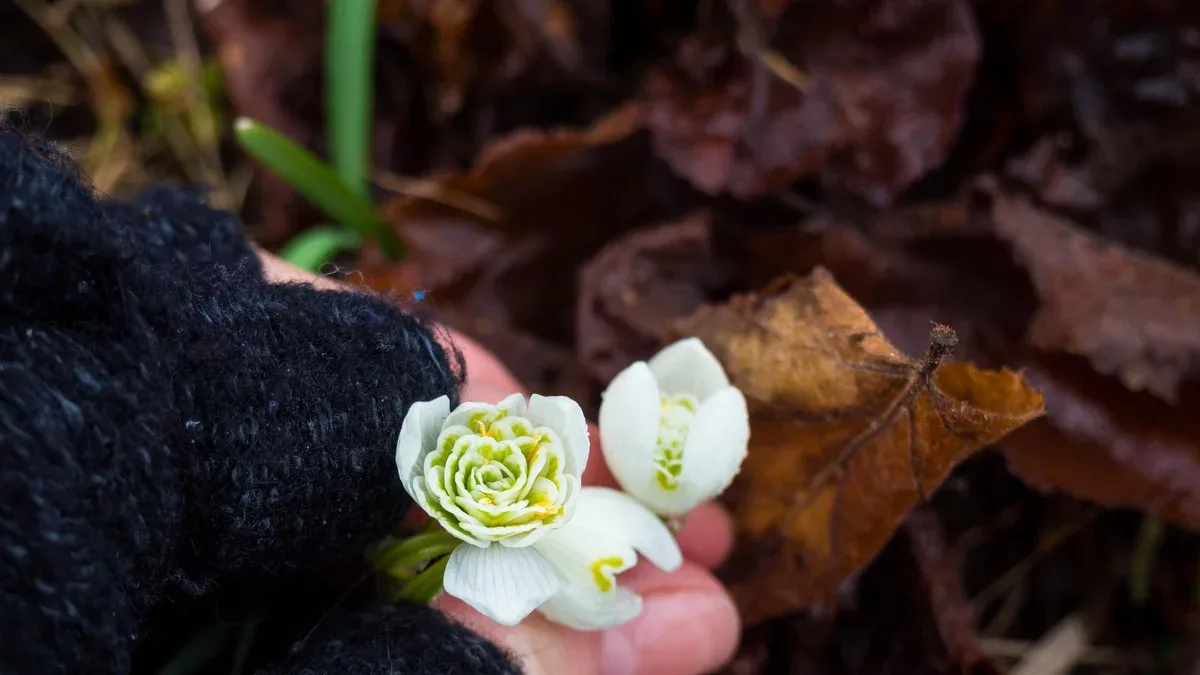 Perce-neige dans les mains de la femme se bouchent le printemps arrive