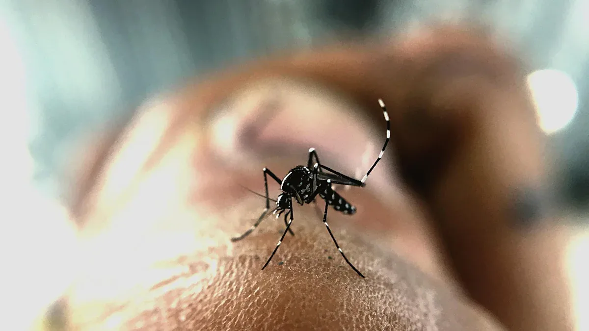 Un gros plan de l'insecte à la main