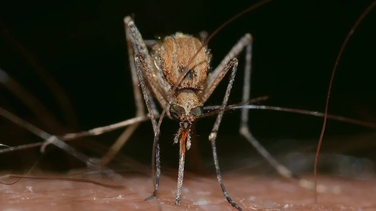 Dengue et chikungunya en France : ce que disent les chiffres de Santé publique France au 12 août 2026