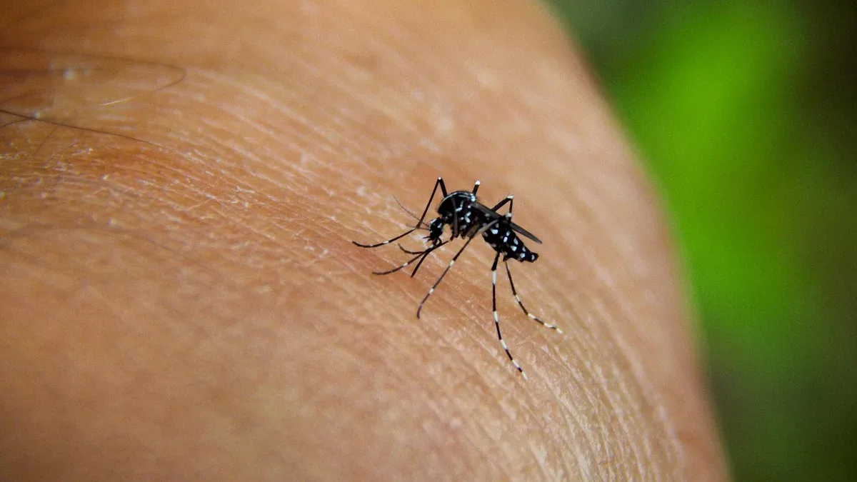 Aedes aegypti le moustique de la fièvre jaune mordant un homme