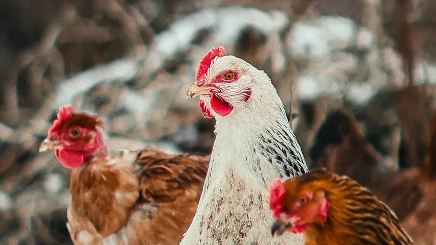 Rappels du 7 août 2026 : listeria dans le jambon, salmonelle dans la volaille, et que faire si vous avez le produit