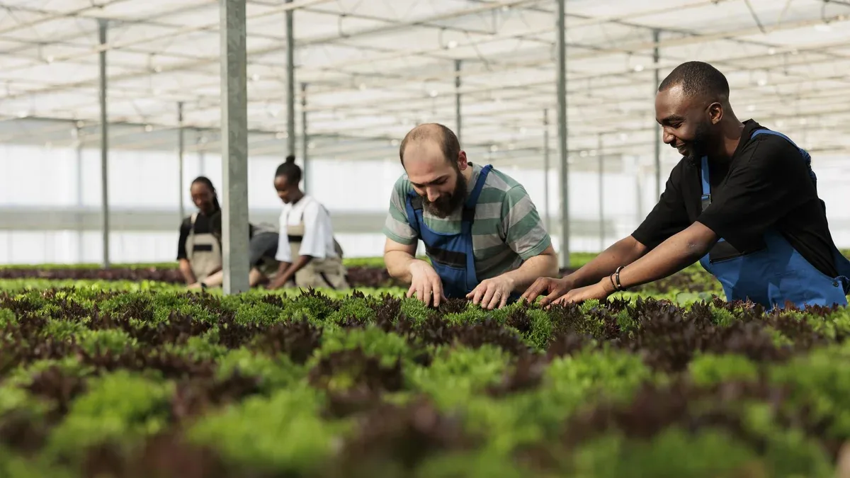 Divers hommes et femmes travaillant dans des serres inspectant les cultures de plantes vertes à la recherche de parasites et de dommages pour le contrôle de la qualité. Groupe d'ouvriers agricoles bio cultivant différents types de laitue et de micro-verts.
