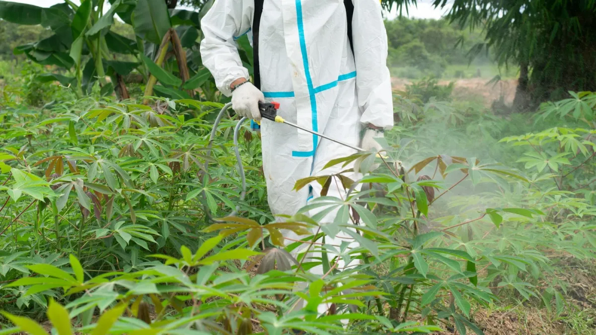 Pesticides au travail : le délai pour faire reconnaître Parkinson et cancers du sang passe à 20 et 30 ans